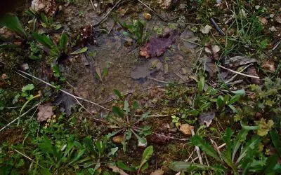 Water Finds a Way: How to Improve Drainage and Protect Your Property