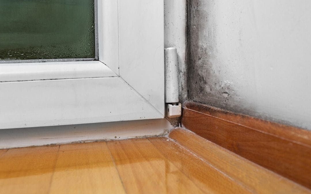 signs of mold include visible patches of mold growth