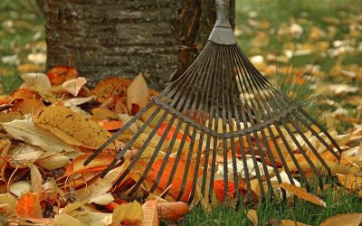 Taking Care of Fall Lawn Maintenance