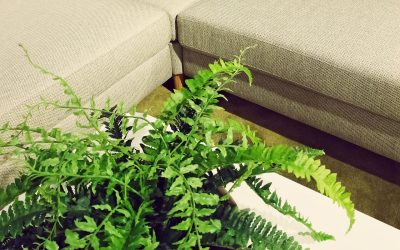 6 Pet-Friendly Houseplants: Safe Additions to Your Home