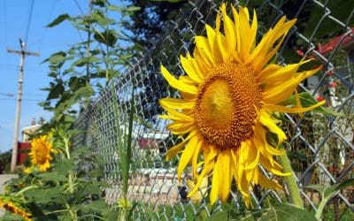 Planning for a New Fence the Right Way